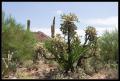 CRW_8940 Cholla and ocotillo